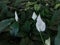 Spathiphyllum wallisii, commonly known asÂ peace lily,Â white sails,Â spathe flower, cobra plant